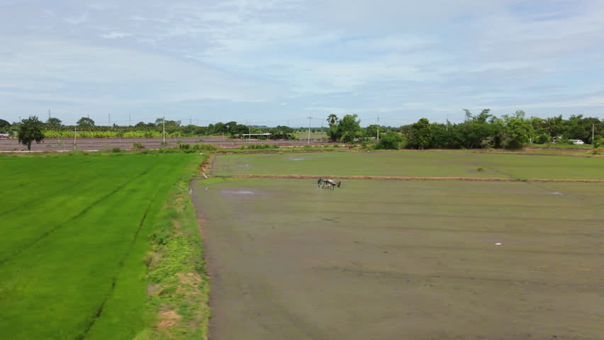 Tracking Shot of Agricultural Drone Spraying Over Rice Field. Drone Technology, Agricultural Drone