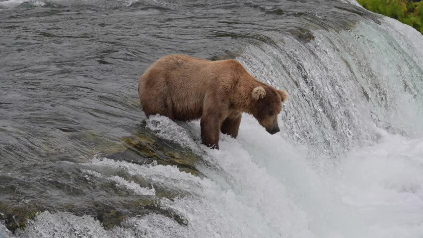 Brown Bear Waiting to Catch Salmon at Brooks Falls in Katmai National Park, Late June