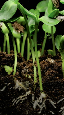 Section view of nature growth process as seeds germinate and sprout into small plants.