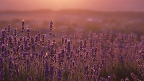 Lavender field sunset bloom landscape fragrance in summer France countryside for aromatherapy. - Powered by Shutterstock - Get 15% off with code: PIKWIZARD15