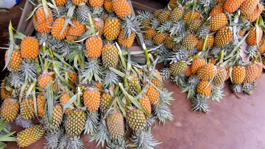 a Bright ripe pineapples neatly stacked on wooden racks in a tropical open-air fruit stall