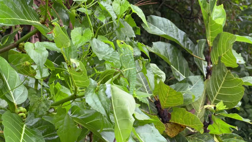 A green lizard hiding among dense green plants in a rainforest setting, showcasing its incredible natural camouflage. Chameleon, Chamaeleon, Bronchocela Jubata.