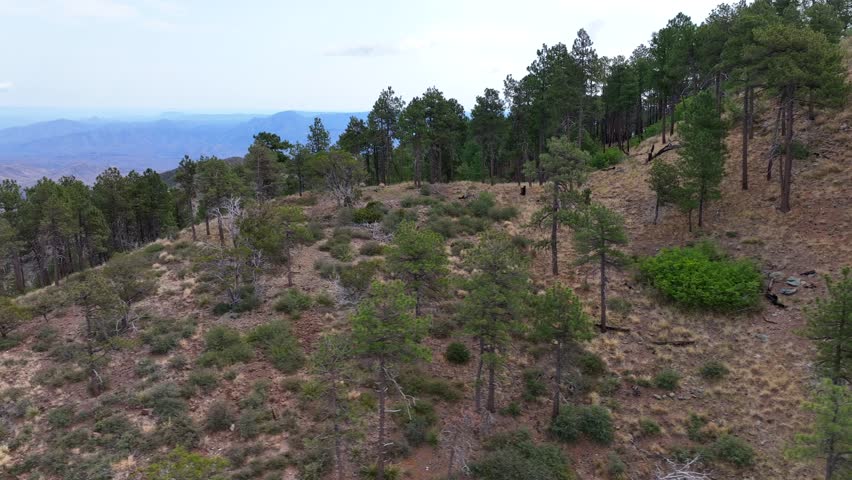 Aerial view of lush green forest meeting arid mountains under a vast sky, a contrast of textures and tones creating a scenic vista, Pine, Arizona, United States.