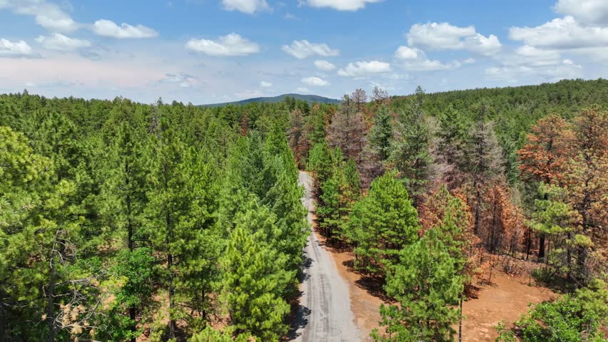 Aerial view of the road cutting through a lush green forest, with some trees showing signs of damage, adding a contrast to the landscape, Pine, Arizona, United States.
