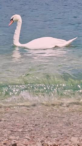 White swan swimming near lake pebble shoreline Vertical nature