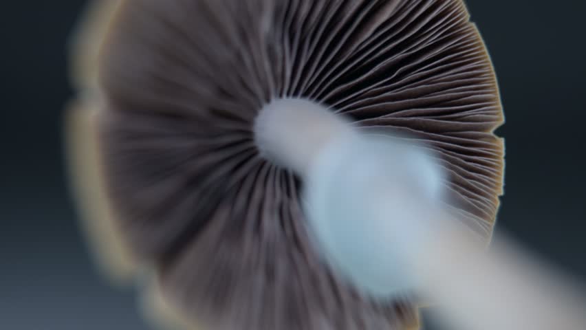 Macro close-up video of Psilocybe Cubensis magic mushroom gills and spores