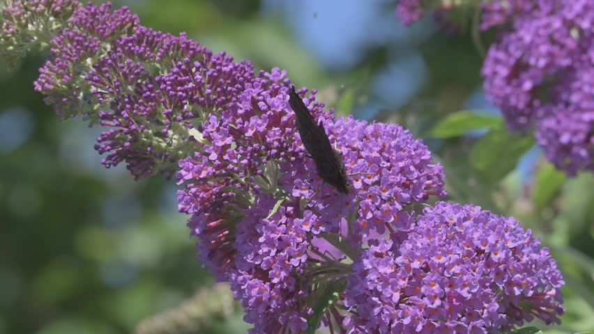 Peacock butterfly (Aglais io) feeding on Buddleia and disturbed by another. July, Kent, UK [Slow motion x10]