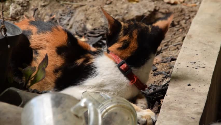 A cat with a combination of brown, white and black colors was lying relaxed on the ground and some junk.
