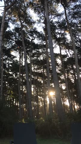 Timelapse of Morning sun moving through and between tall trees in the woods 