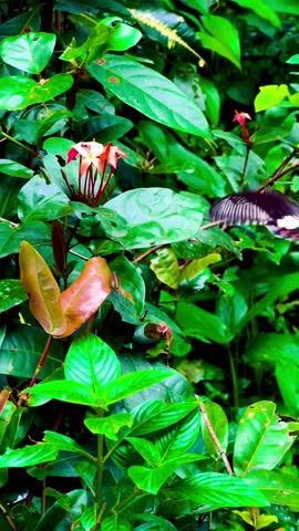 A common mormon butterfly drinking nectar from orange jungle geranium flower in green leafy background.