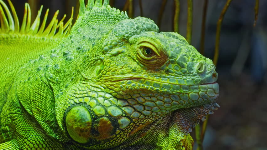 Green iguana, large arboreal herbivorous lizard species. Iguana on the tree branch. Closeup