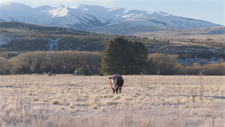 Single cow standing on open meadow with distant snowy mountains in background, Province of Chubut, Argentina.
