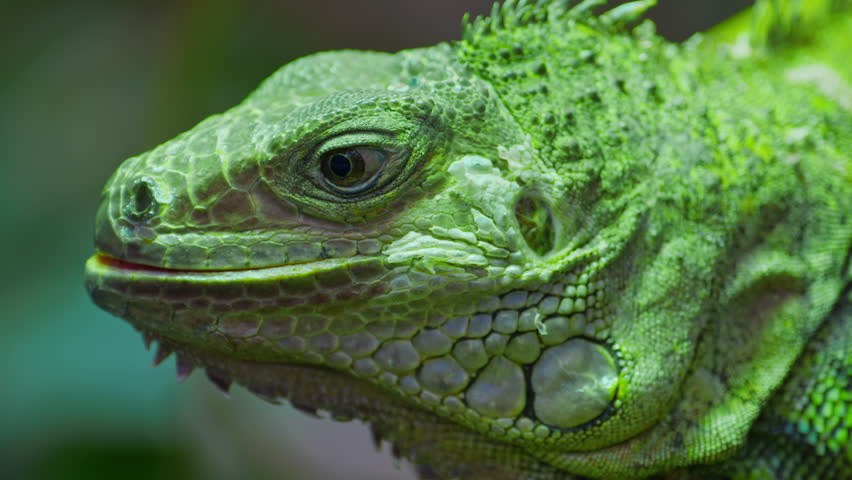 Green iguana, large arboreal herbivorous lizard species. Iguana on the tree branch. Closeup