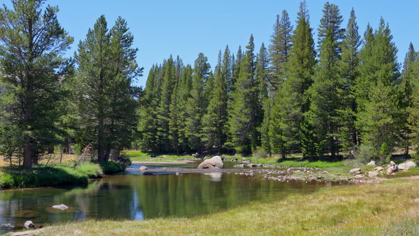 Tuolumne River flowing gently through a lush forest of pine and other trees in Yosemite National Park.