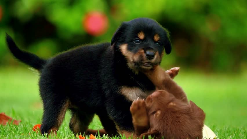 Scenic shot of two pet Dog playing in garden. two cute dog, cute pets playful in home, home decor concept. Human and pet animal beautiful and faithful concept