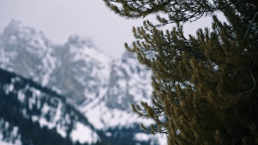 Coniferous Forest and Rocky Peaks in Winter