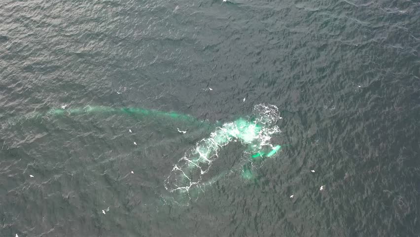 Humpback Whales (Megaptera novaeangliae) feeding in Donegal Bay, Ireland