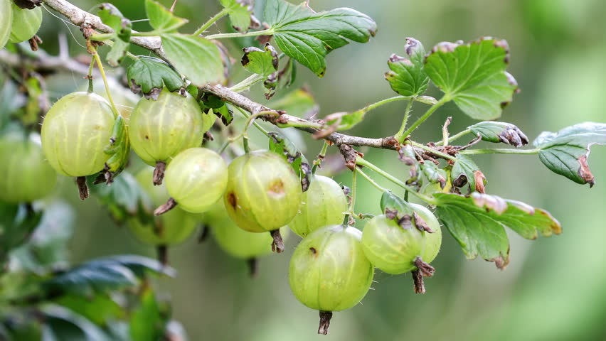 Fresh Gooseberries Growing on Branch in Summer Garden Close-Up