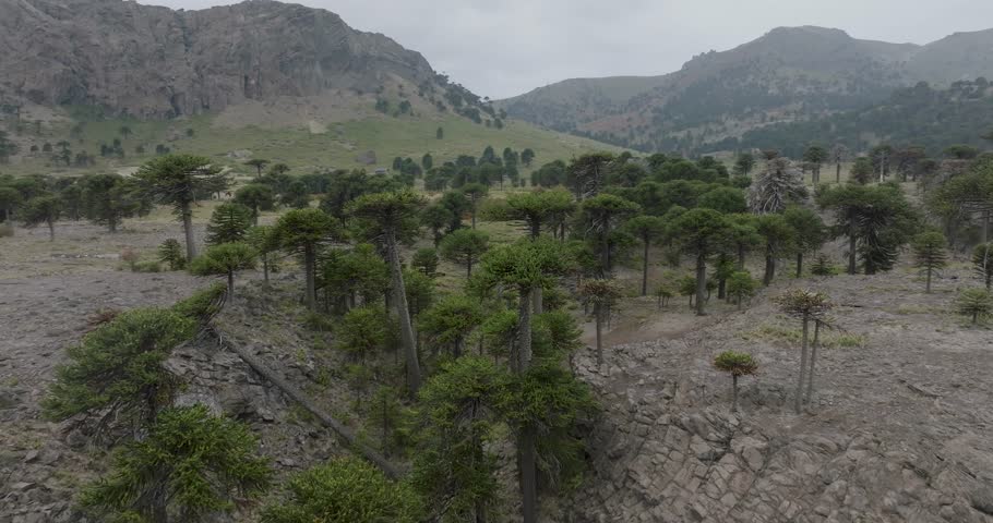 Rolling hills dotted with Araucaria trees stretch under a cloudy stormy sky. A winding road cuts through the landscape. Neuquen, Argentina