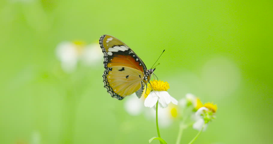 Butterfly on grass flowers Slow motion scene. High quality video DCI4K PRORES 422