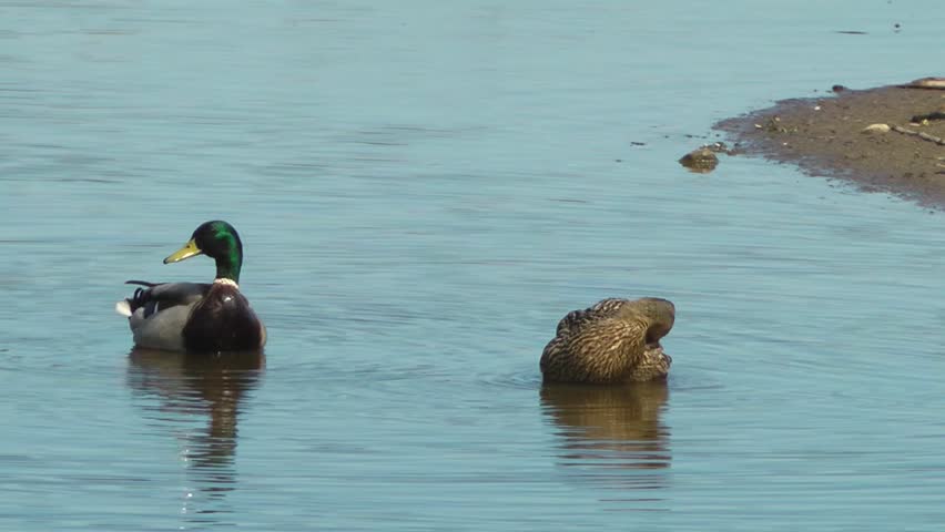 Ducks Swimming - Doxey Marshes, Staffordshire England (6th May 2013)