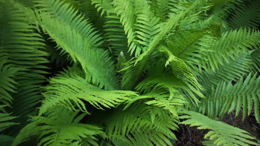 Closeup view of lush green fern leaves growing in a garden or forest setting. Great for nature backgrounds, relaxation videos, botanical content, or eco themes.