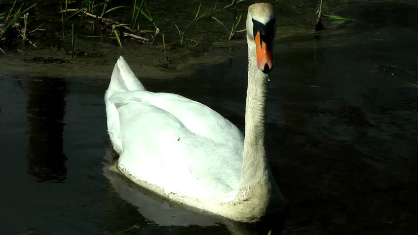 Swan Swimming - Doxey Marshes, Staffordshire England (6th May 2013)