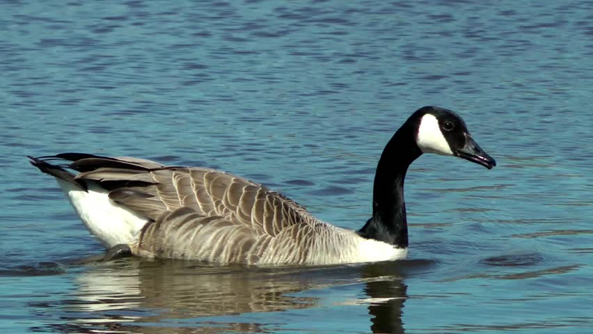 Canada Goose - Doxey Marshes, Staffordshire England (6th May 2013)
