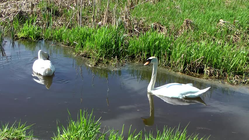 Swans Feeding - Doxey Marshes, Staffordshire England (6th May 2013)