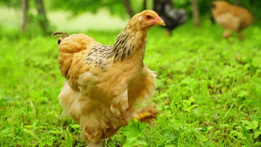 Brahma chick with buff coloring standing on green lawn in natural backyard environment