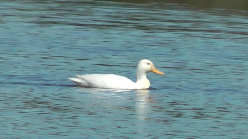 White Duck (Perkins) - Doxey Marshes, Staffordshire England (6th May 2013)