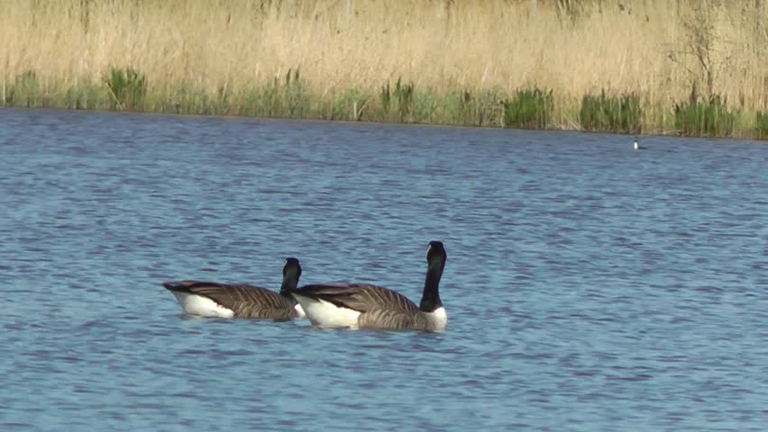 Canada Geese Swimming - Doxey Marshes, Staffordshire England (6th May 2013)