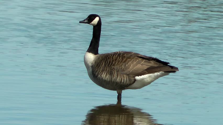 Canada Goose Swimming - Doxey Marshes, Staffordshire England (6th May 2013)