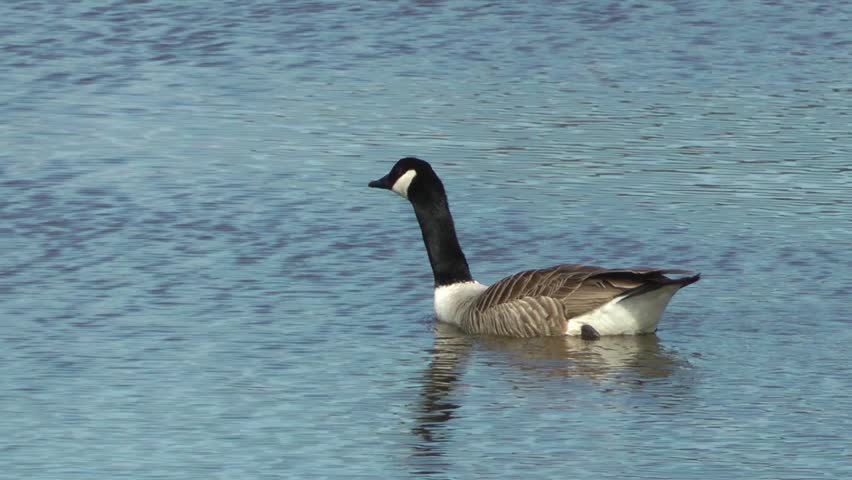 Canada Goose Swimming - Doxey Marshes, Staffordshire England (6th May 2013)