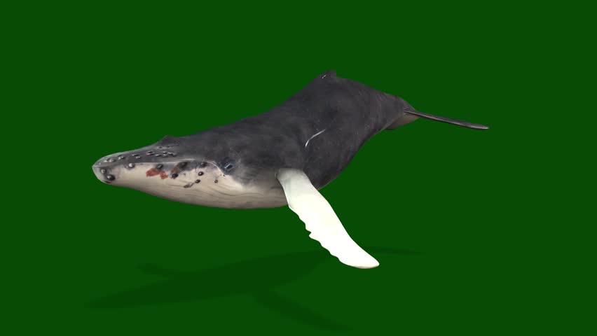 A blue whale swimming on a green screen.