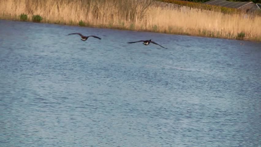 Canada Geese in Flight - Doxey Marshes, Staffordshire England (6th May 2013)
