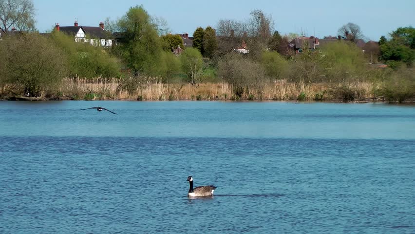 Canada Geese in Flight - Doxey Marshes, Staffordshire England (6th May 2013)