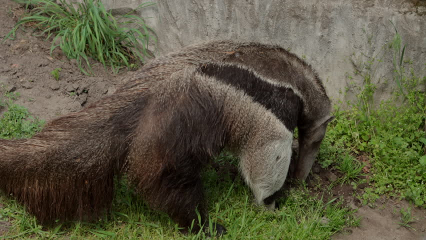 Giant Anteater uses claws to dig in dirt, searching for insects in zoo exhibit