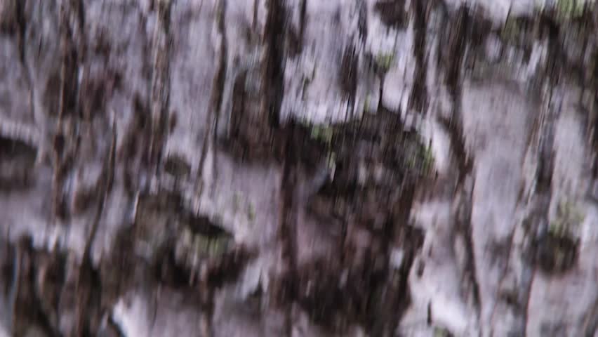 Abstract video of blurred forest trees. Vertical panning creates a sense of motion and disorientation. Focus on texture, color, and movement.