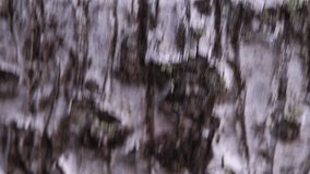 Abstract video of blurred forest trees. Vertical panning creates a sense of motion and disorientation. Focus on texture, color, and movement. - Powered by Shutterstock - Get 15% off with code: PIKWIZARD15
