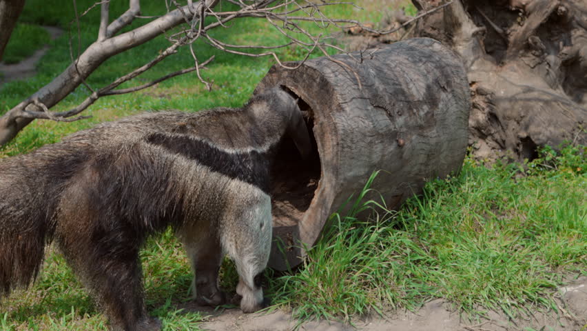 Giant Anteater Foraging For Food - Close Up