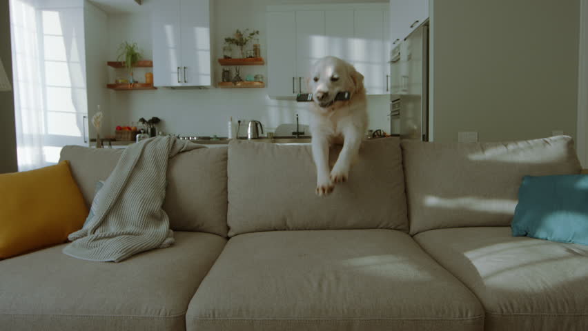 Shutterstock Video