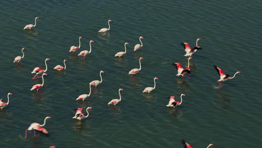 Large flock of pink flamingos wading in calm, green waters of lagoon near Pula, Cagliari, wildlife scene from Sardinia, Italy. Aerial low-altitude