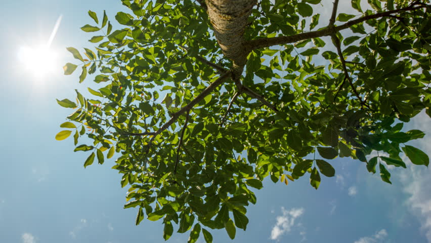 Small tree from bottom. Young walnut tree on white clouds background.