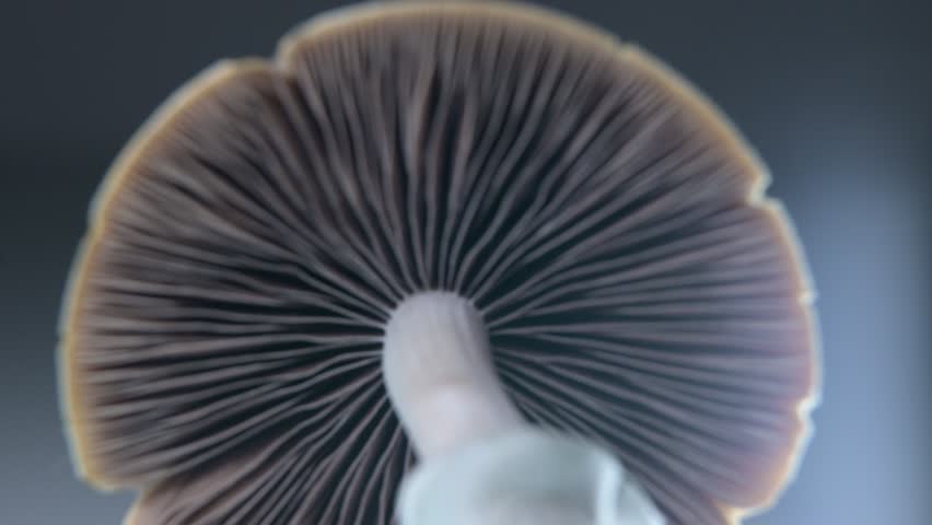 Macro photography of psilocybe cubensis magic mushroom gills and lamellae, golden teacher psychedelic fungi spore structure