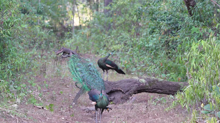 peacock with feathers in the park