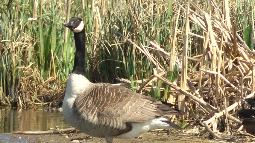 Canada Goose - Doxey Marshes, Staffordshire England (6th May 2013)