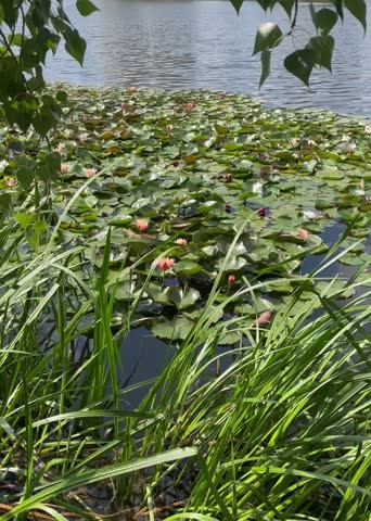 pink water lily on the lake among the reeds with zoom