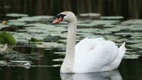 Mute Swan Swimming In The Lake - Powered by Shutterstock - Get 15% off with code: PIKWIZARD15