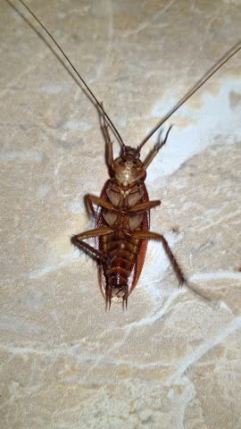 The cockroach finds itself on its back, frantically moving its legs in a bid to right itself. This captivating moment showcases the intricate details of one of nature's most resilient creatures